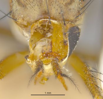 Media type: image;   Entomology 13221 Aspect: head frontal view